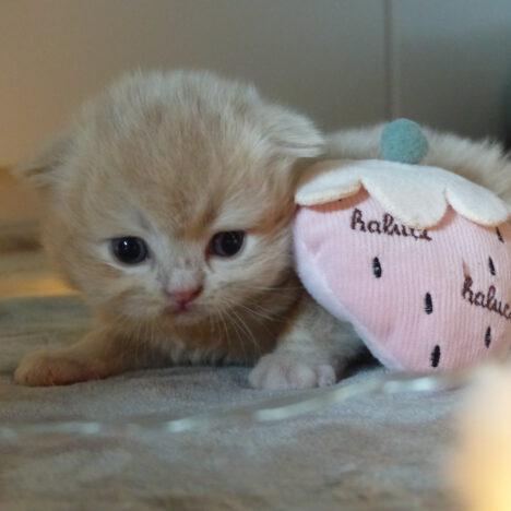 Amor (vermittelt)