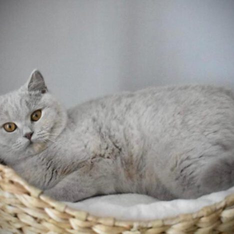 Deckkater A-Wurf: Amicello