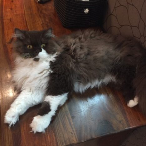 Mia von Begatal