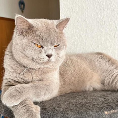 Beatrice (vermittelt)