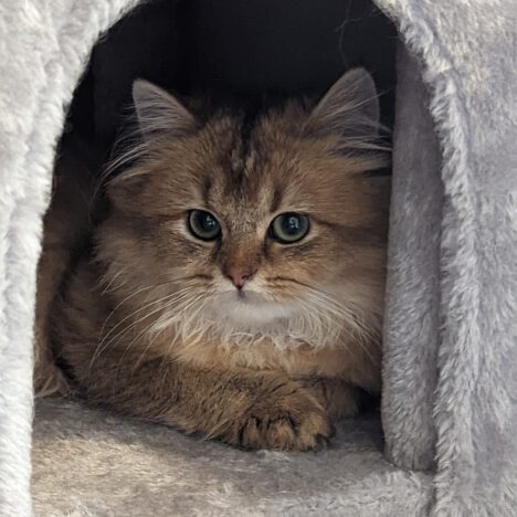Bella (vermittelt)