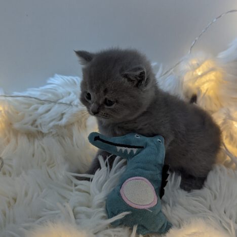 Bella (vermittelt)